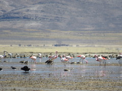 Phoenicoparrus jamesi