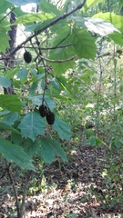 Alnus cordata