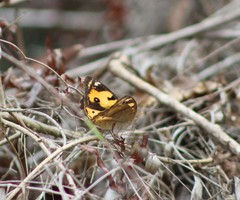 Junonia hierta hierta