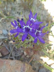 Codonorhiza elandsmontana