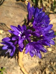 Codonorhiza elandsmontana