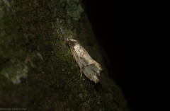 Coesyra hemiphragma