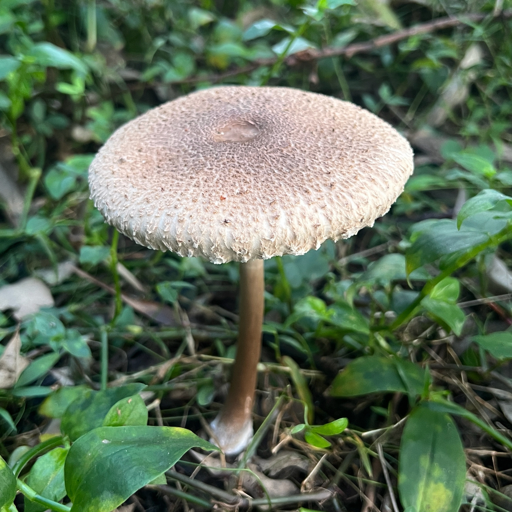 Macrolepiota clelandii