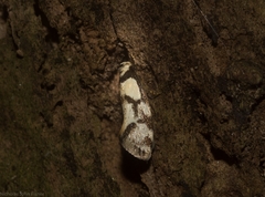 Coesyra hemiphragma