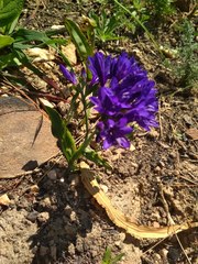 Codonorhiza elandsmontana