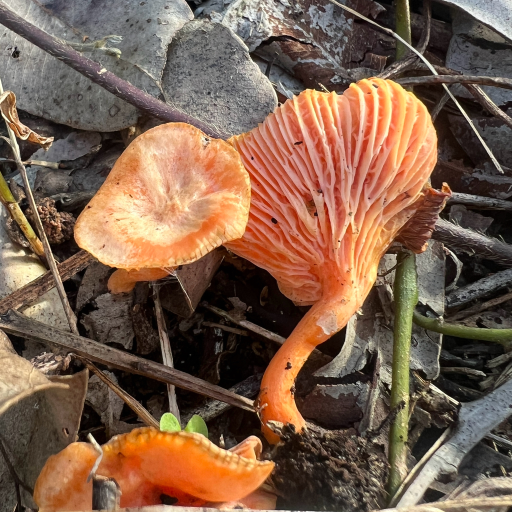 Cantharellus concinnus · June 2025 · photo: © douch (iNaturalist, cc-by-sa)