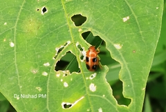 Ceratobasis koenigii