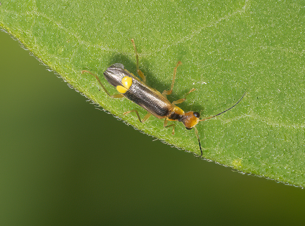 Yellow-tipped Soldier Beetle