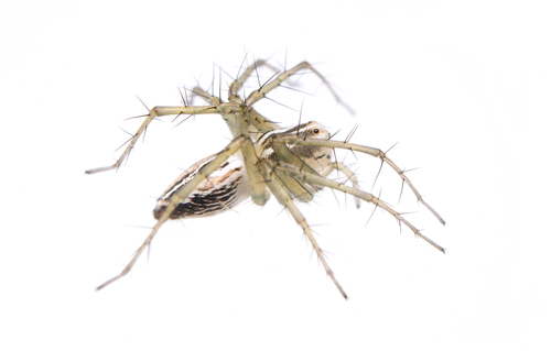 Striped Lynx Spider