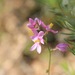 Ixia scillaris subundulata - Photo (c) Janine Steytler, some rights reserved (CC BY-SA), uploaded by Janine Steytler