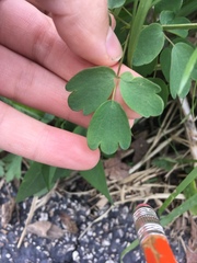 Thalictrum thalictroides