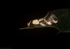Coesyra hemiphragma