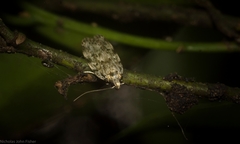 Barea nymphica