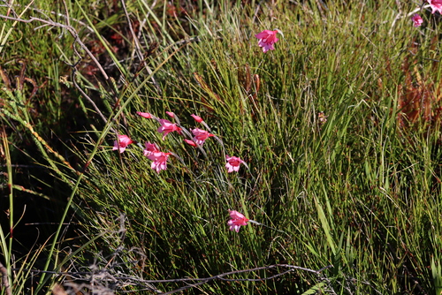 Peninsula Summerlily (Gladiolus pappei)