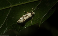 Coesyra hemiphragma
