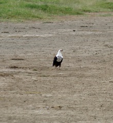 Haliaeetus vocifer