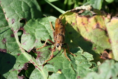 Asilus crabroniformis