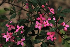 Boronia fraseri