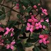 Boronia fraseri - Photo (c) Adrian Gale, some rights reserved (CC BY-NC), uploaded by Adrian Gale