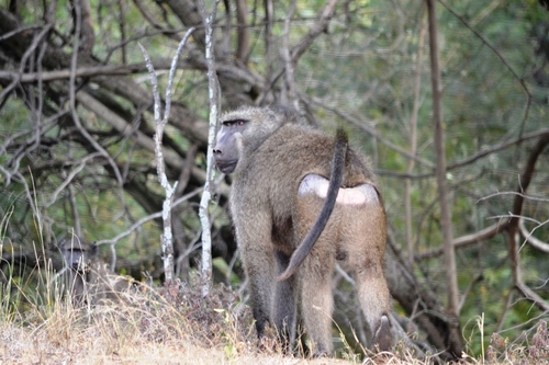 Chacma Baboon, photo 3 of 9