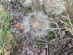 Tragopogon porrifolius