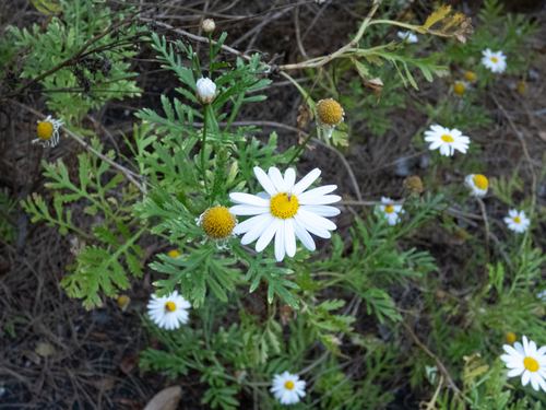 Argyranthemum haouarytheum