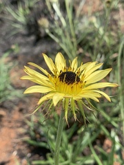 Berkheya zeyheri zeyheri