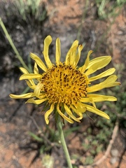 Berkheya zeyheri zeyheri