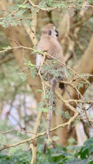 Chlorocebus pygerythrus hilgerti
