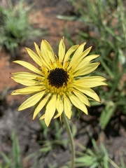 Berkheya zeyheri zeyheri