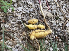 Polygonatum cirrhifolium, photograph 王天, CC BY, iNaturalist via GBIF