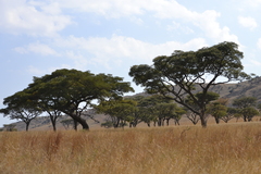 Burkea africana