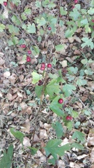 Crataegus monogyna