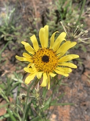 Berkheya zeyheri zeyheri