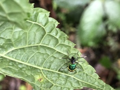 Paratriarius denotatus