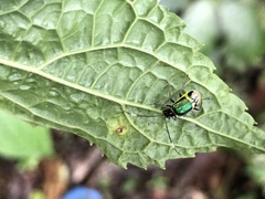 Paratriarius denotatus