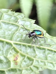 Paratriarius denotatus