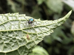 Paratriarius denotatus