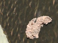 Paraleptomenes miniatus