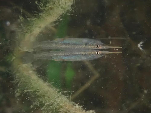 Siamese halfbeak (Dermogenys siamensis) — Zenarchopteridae — 4