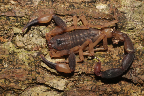 Babycurus buettneri