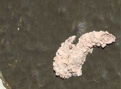 Paraleptomenes miniatus