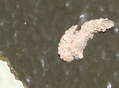 Paraleptomenes miniatus