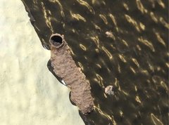 Paraleptomenes miniatus