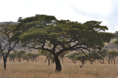 Burkea africana