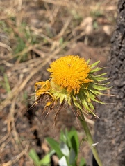 Berkheya nivea