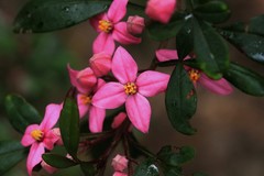 Boronia fraseri