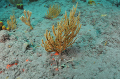 Ophiothela mirabilis