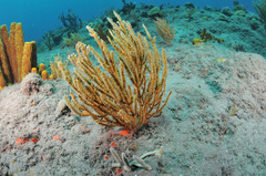 Ophiothela mirabilis