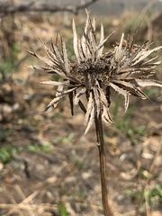 Berkheya nivea